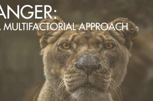 anger multifactorial approach - lioness with words