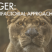 anger multifactorial approach - lioness with words